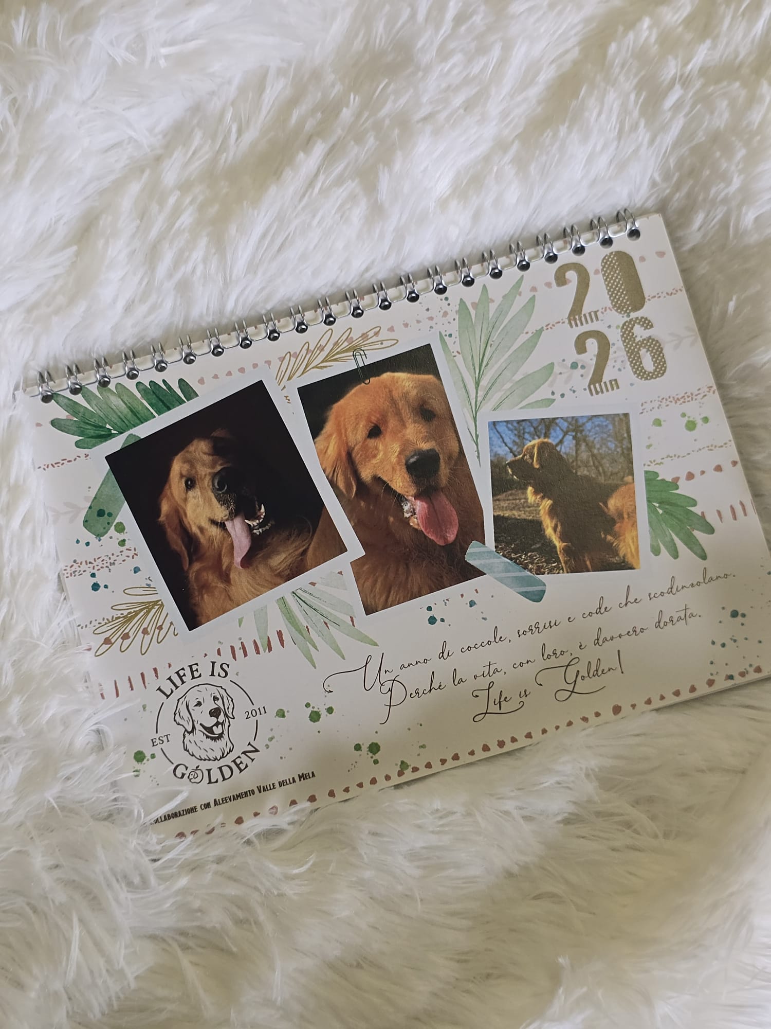 Calendario Golden Retriever - LIFE IS GOLDEN-