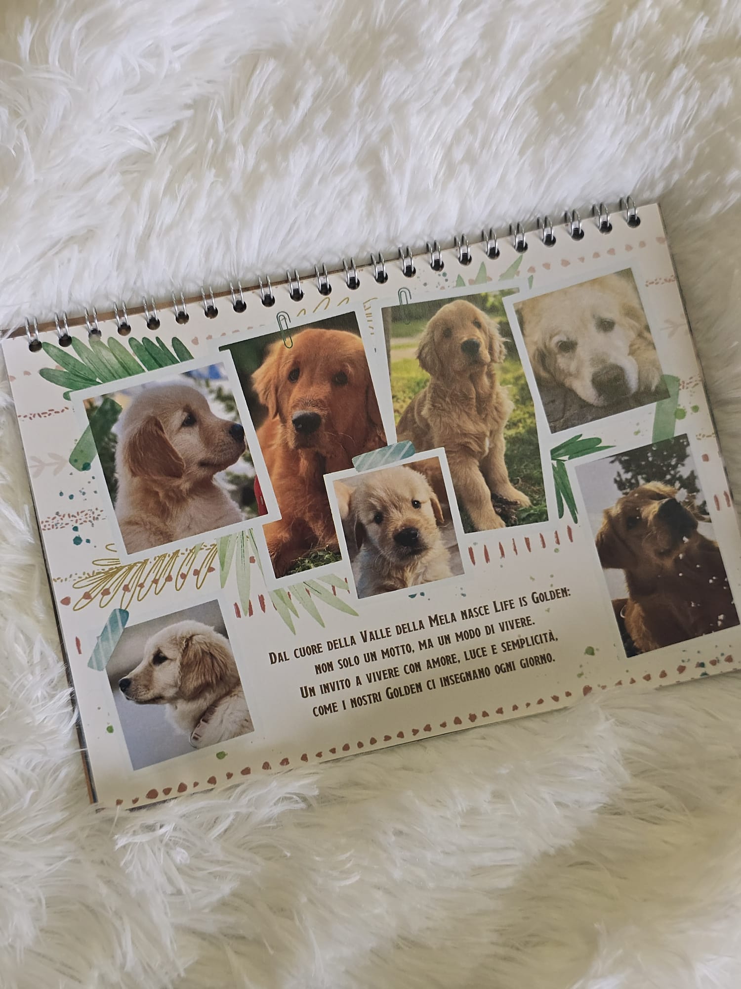 Calendario Golden Retriever - LIFE IS GOLDEN- - immagine 4