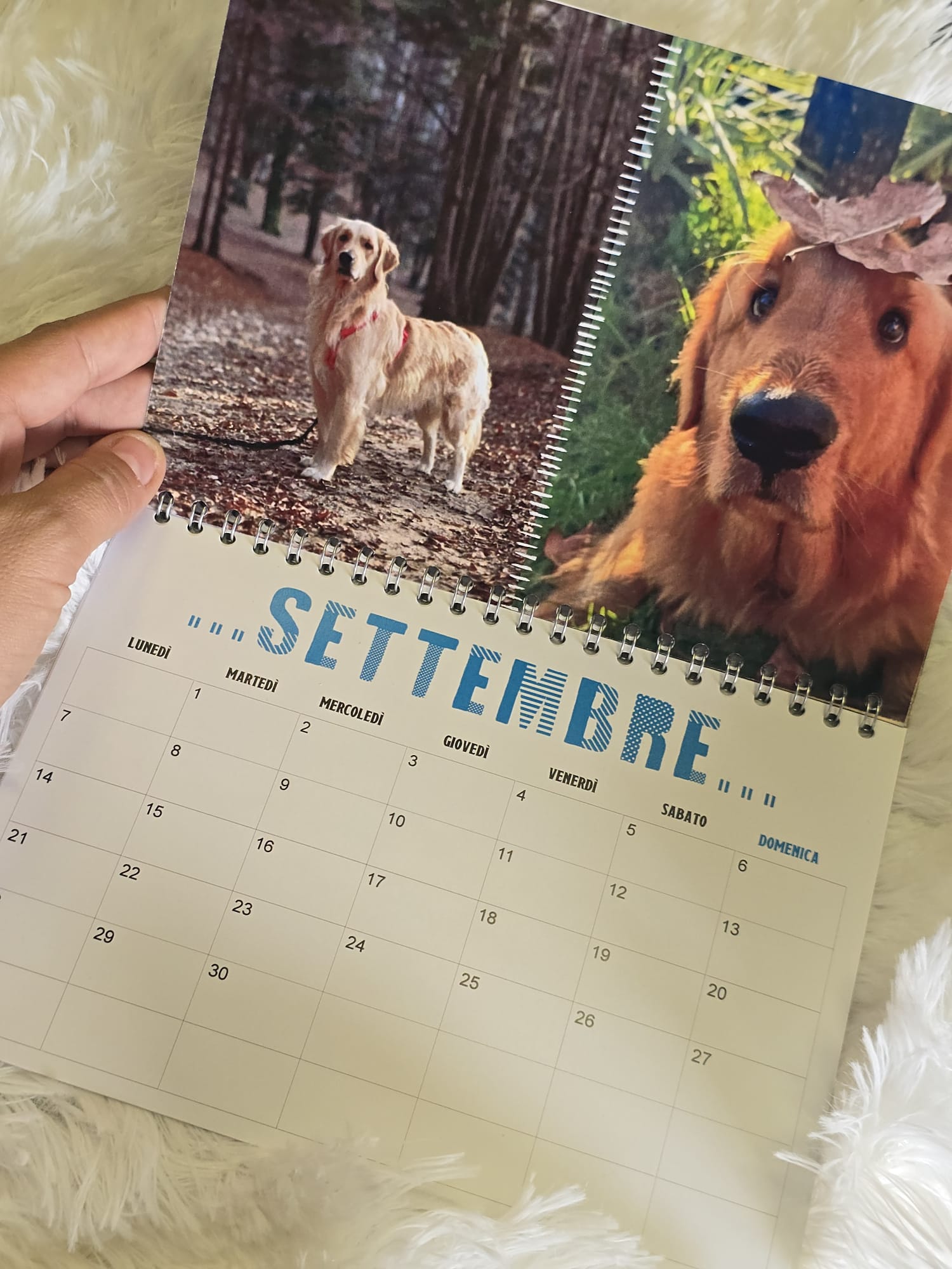 Calendario Golden Retriever - LIFE IS GOLDEN- - immagine 3