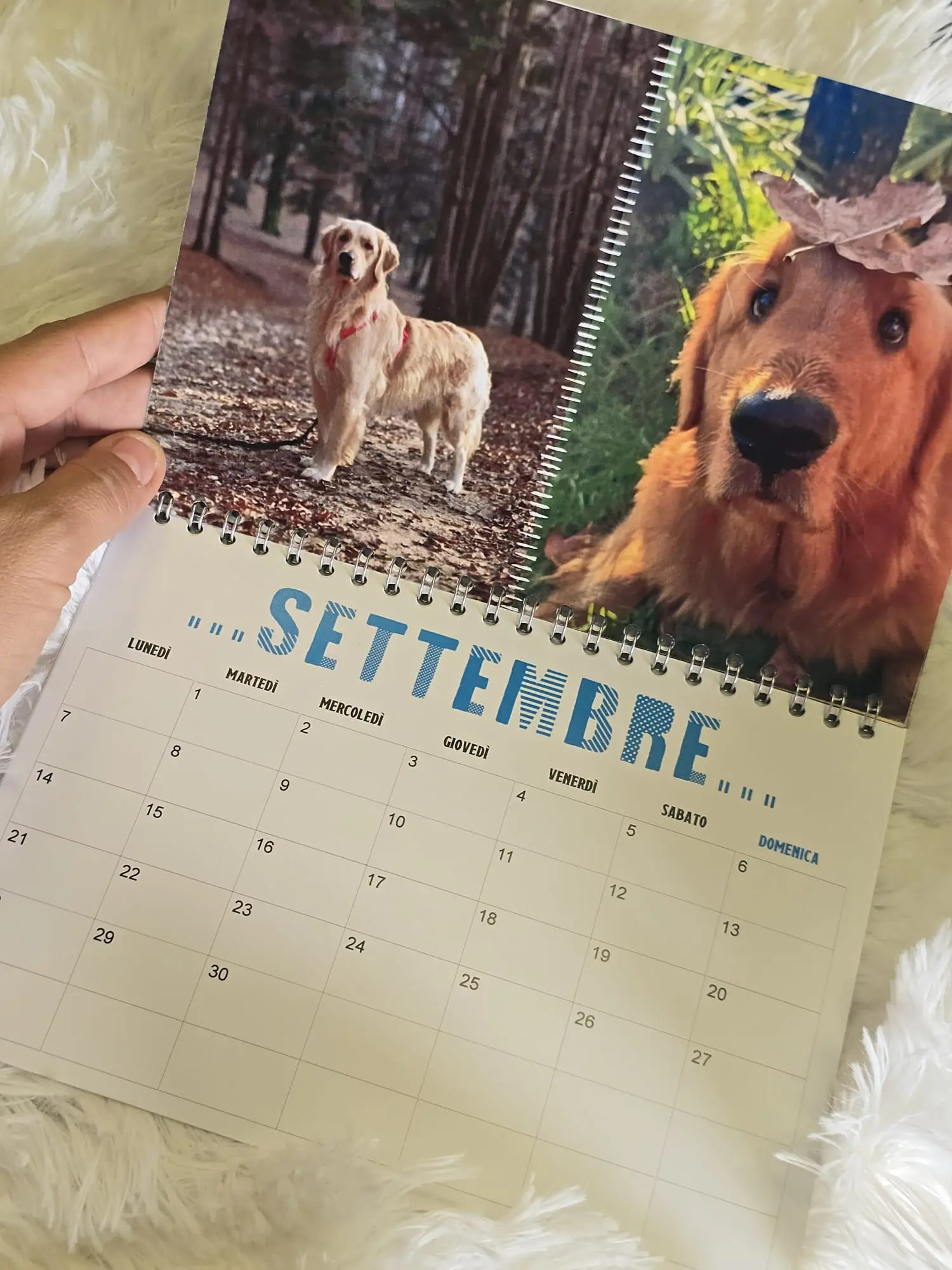 Calendario Golden Retriever - LIFE IS GOLDEN- - immagine 3